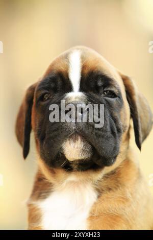 Ein Boxer-Hund-Welpe, portrait Stockfoto