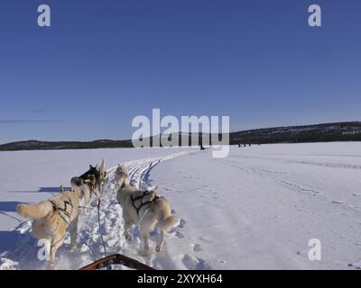 Hundeschlittenfahrt Stockfoto