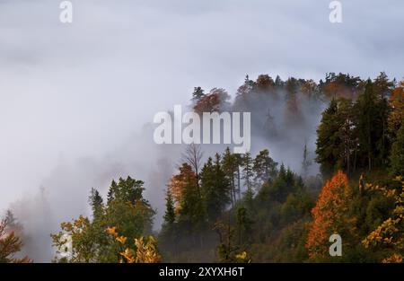 Herbstlicher alpiner Nadelwald im Nebel Stockfoto