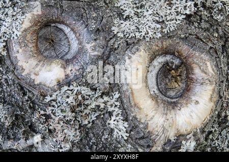 Flechtenbedeckte Rinde einer Silberbirke, Betula pendula, (Silberbirke, Silberbirke), Ljoerdalen, Hedmark Fylke, Norwegen, April 2012, Europa Stockfoto