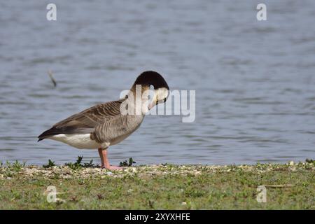 Canada Greylag Hybrid in Bayern Stockfoto