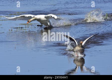 Stummer Schwan und Graugans während der Paarungszeit Stockfoto