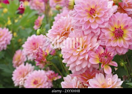 Dahlia im Sommer, Varietät Harzfee, Dahlia im Sommer, heißt Harzfee Stockfoto