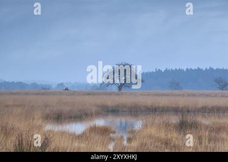 Einsamer Baum auf Sumpfbäumen am nebeligen Morgen, Duurswoude, Friesland, Niederlande Stockfoto