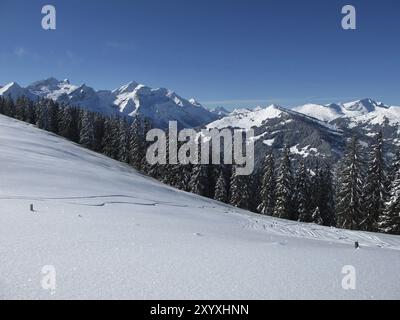 Berge Oldenhorn und Vorder Walig, Wald Stockfoto