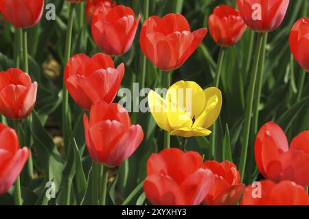 Schöne rote und gelbe Tulpen Stockfoto