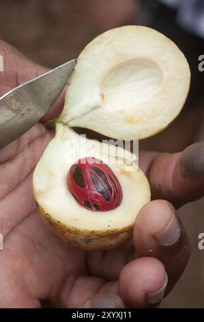 Eine Muskatnuss-Frucht, die mit einem Messer aufgeschnitten wurde, um die Frucht und die Muskatblüte auf der Innenseite freizulegen Stockfoto