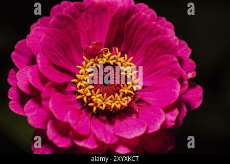 Rosafarbene Zinnienblüte auf schwarzem Hintergrund Stockfoto