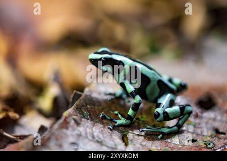 Grüner und schwarzer Giftpfeilfrosch (Dendrobates auratus) auf einem Blatt, Provinz Heredia, Costa Rica, Mittelamerika Stockfoto