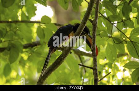 Feurige Arakatari (Pteroglossus frantzii), auf einem Zweig, Manuel Antonio Nationalpark, Puntarenas Bezirk, Costa Rica, Mittelamerika Stockfoto