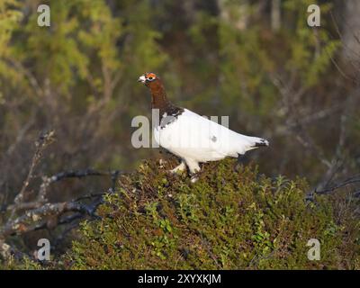 Weidenptarmigan (Lagopus lagopus), männlich, im Sommergefieder, auf der Spitze des Hügels am Rand des Holzes, Mai, Finnisch-Lappland Stockfoto