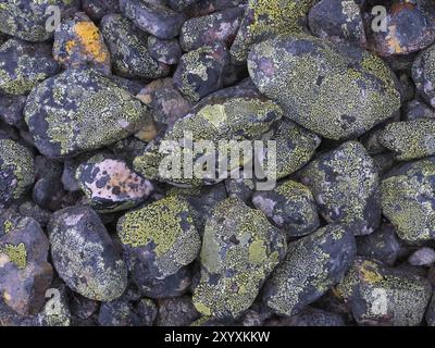 Steine, die alte, gezeitenförmige Uferlinie bilden, mit Flechten bedeckt, Varanger Nationalpark, Varanger Fjord, Mai, Norwegen, Europa Stockfoto