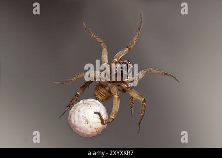 Spinne mit Eiern auf grauem Hintergrund Stockfoto