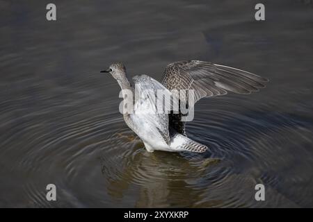 Watvögel oder Ufervögel, die häufig entlang von Küsten und Wattengebieten waten, um nach Nahrung zu suchen, die sich im Schlamm und Sand tummeln Stockfoto