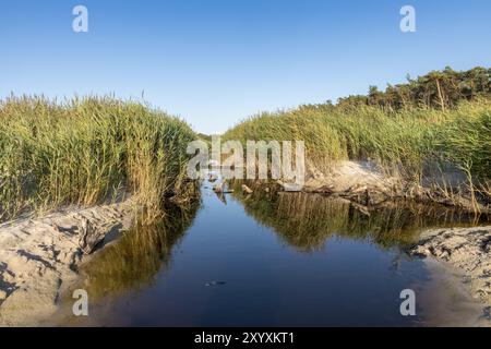 Entwässerungskanal an der Ostseeküste bei Darss in Deutschland mit Schilf, Gras und blauem Himmel Stockfoto