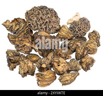Makroaufnahme verschiedener getrockneter Morchelpilze, die auf weiß geschnitten wurden Stockfoto
