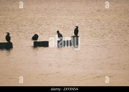 Kormoran auf einem Groyne an der Ostsee. Die Vögel trocknen ihre Federn in der Sonne. Wellen im Meer unter blauem Himmel. Tierfoto von der Küste Stockfoto