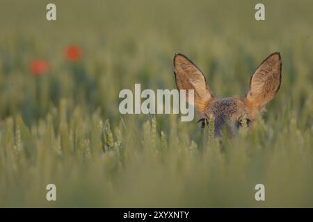 Reh (Capreolus capreolus) ausgewachsenes weibliches Reh auf einem Weizenfeld im Sommer, Suffolk, England, Vereinigtes Königreich, Europa Stockfoto