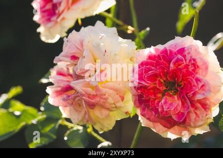 Tee-Hybrid-Rose „Maurice Utrillo“ mit rosa weiß gepunkteten Blütenblättern in Blüte. Die duftenden Blütenknospen wachsen an einem Sträucher im Sommergarten an sonnigen Tagen. Stockfoto