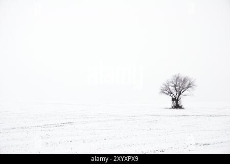 Einsam in einer nebeligen Winterlandschaft Stockfoto