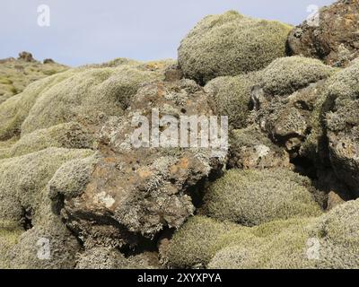 Eldhraun Lavafeld, bewachsen mit Moos im Süden Islands Stockfoto