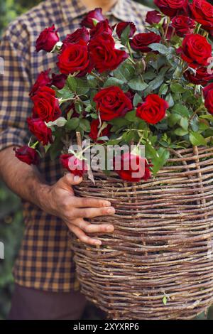 Nahaufnahme eines Gärtners hält Korb mit roten Rosen Blumen Stockfoto