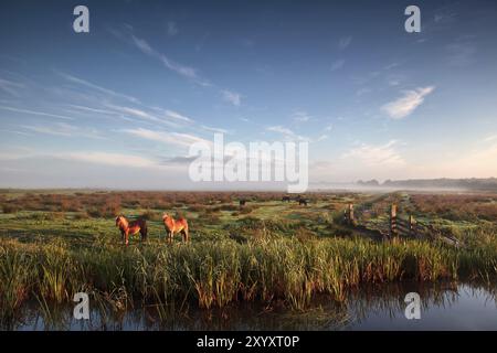 Pony weidet auf der Weide bei morgendlicher Goldsonne Stockfoto