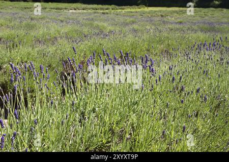 Lavendelanbau auf den Kanalinseln Stockfoto