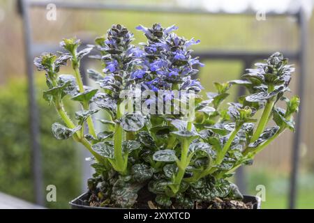 Blühender Pyramidenschnabel (Ajuga Pyramidalis) Stockfoto