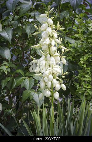 Blühende Palmenlilie (Yucca filamentosa) im Garten Stockfoto