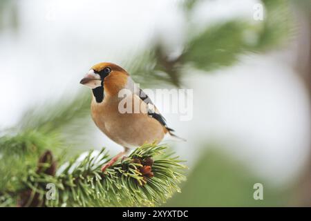 Hawfinch sitzt auf einer Kiefer. Hawfinch sitzt auf einem Baum Stockfoto