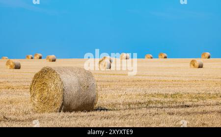 East Lothian, Schottland, Großbritannien, 31. August 2024. Wetter in Großbritannien: Gerolltes Heu oder Strohballen auf einem Feld bei Sonnenschein am Ende des Sommers mit klarem blauem Himmel. Quelle: Sally Anderson/Alamy Live News Stockfoto