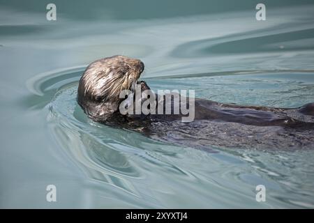 Seeotter füttern im Hafen von Seward in Alaska Stockfoto