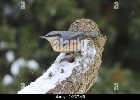 Nuthatch im Winter. Eurasische Nuthatch sucht im Winter nach Essen Stockfoto