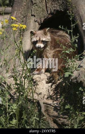 In einer Baumhöhle Stockfoto