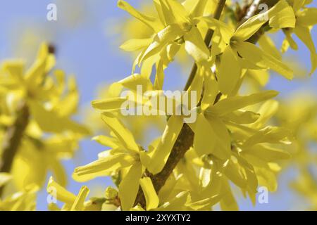 Gelbe Forsythienblüten auf einem Sträucher. Ein Makro einer Forsythienblüte Stockfoto