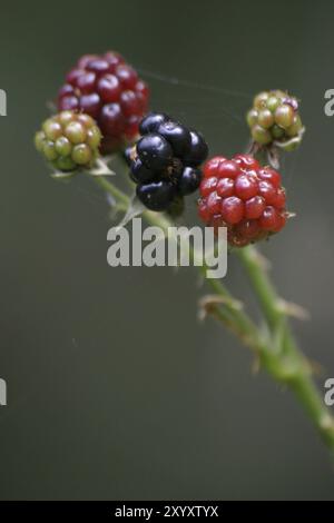 Reife und unreife Brombeeren auf einem Zweig Stockfoto