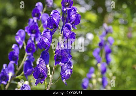 Seeteufel oder Aconitum napellus, gewöhnliche Seeteufel oder Aconitum napellus Blüte Stockfoto