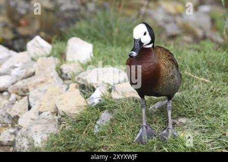 Witwe pfeifende Gans Stockfoto