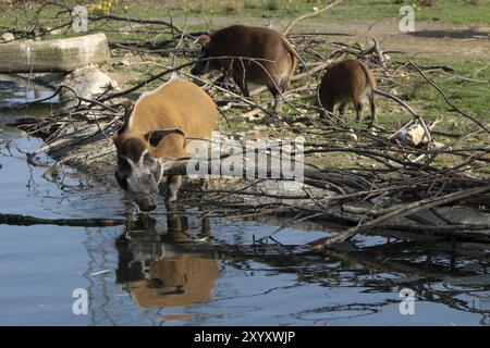 Gebürstetes Schwein an einem Wasserloch Stockfoto