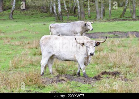 White Park Rinder, White English Park Rinder, White Park Rinder auf einer Wiese Stockfoto