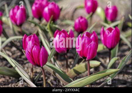 Wild Tulpe Violacea Black Base, Wild Tulpe Violacea Black Base 01 Stockfoto