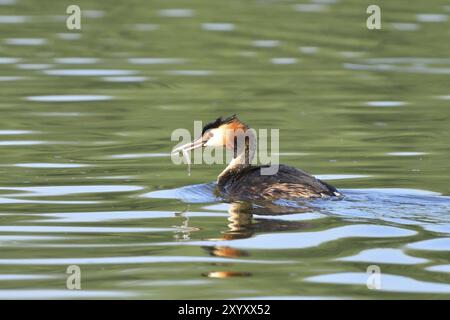 Große Haubenschnuppe, große Haubenschnuppe, Podiceps cristatus, Grebe, Europa, Europa, Deutschland, Deutschland, Europa Stockfoto