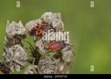 Feuerwehreinsatz, Pyrrhocoris apterus, Feuerwehreinsatz Stockfoto