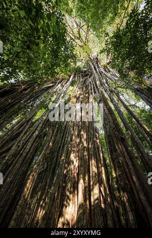 Hängende Wurzeln einer riesigen Strangler-Feige (Ficus americana) mit Blick nach oben im Regenwald, Corcovado Nationalpark, Osa, Provinz Puntarena, Costa Stockfoto