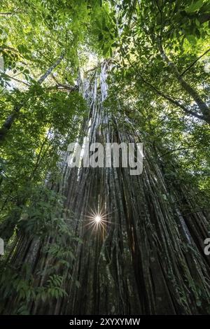 Hängende Wurzeln einer riesigen Strangler-Feige (Ficus americana), mit Blick nach oben, Sonnenstern im Regenwald, Corcovado Nationalpark, Osa, Provinz Puntarena Stockfoto