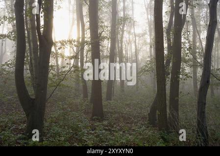 Laubwald, Morgensonne durchdringt den Nebel, Nordrhein-Westfalen, Deutschland, Europa Stockfoto