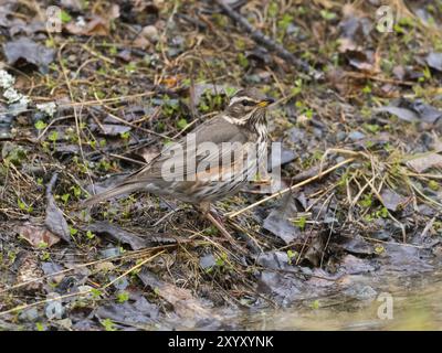 Rotflügel (Turdus iliacus), auf der Suche nach Nahrung am Boden, Mai, Finnisch Lappland Stockfoto