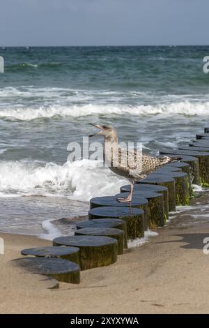 Braune Heringsmöwe steht schreiend auf einem Holzpfahl am Sandstrand der Ostsee Stockfoto