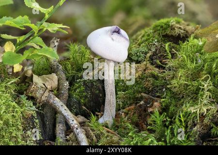 Nahaufnahme eines einzelnen hellvioletten Pilzes zwischen Moos, Gras und grünen Pflanzen Stockfoto